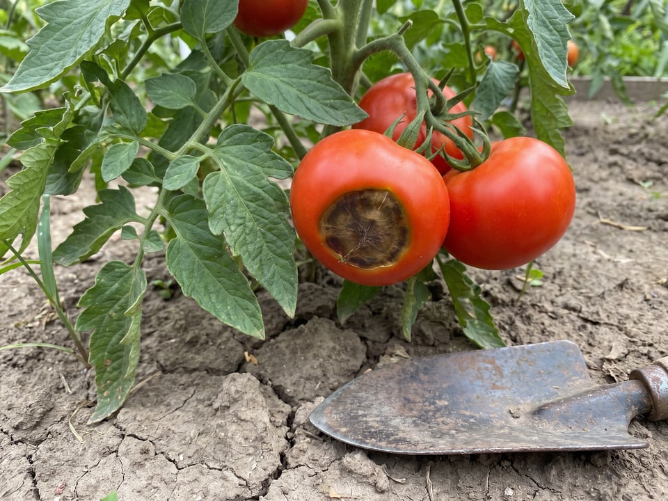 Blossom end rot on tomatoes: cause and the real fix