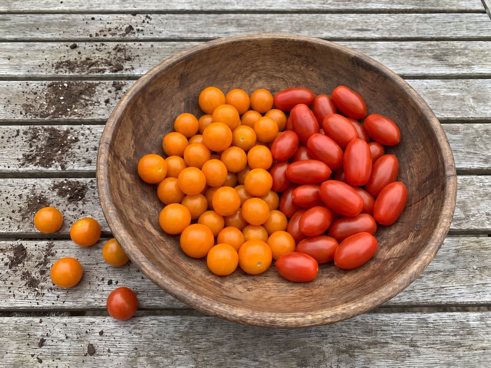 Cherry vs grape tomatoes: what actually separates them