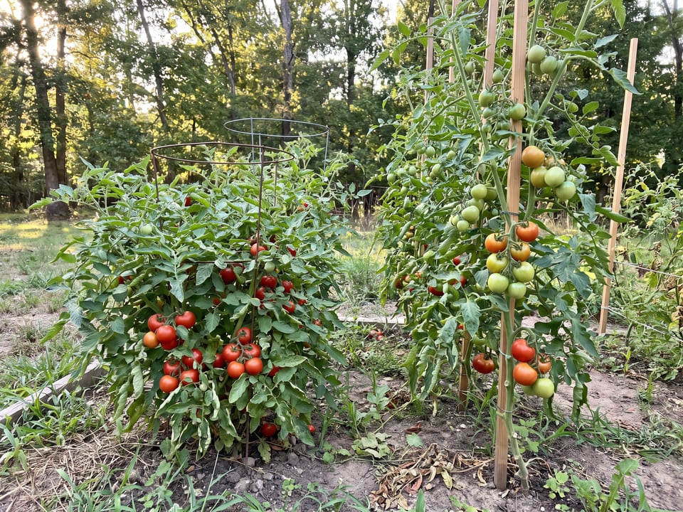Determinate vs indeterminate tomatoes: which one you have, and what changes