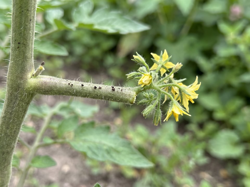 Tomato stem ending directly in a terminal cluster of flowers with no leafy tip beyond it