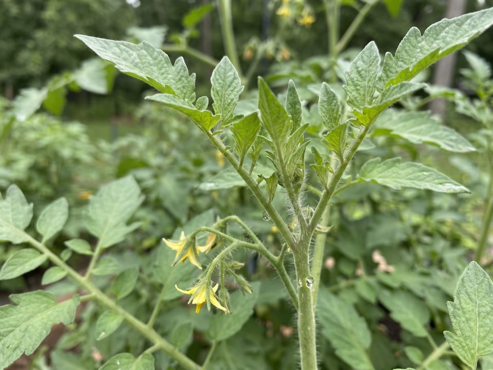Leafy growing tip of an indeterminate tomato plant continuing above a flower truss