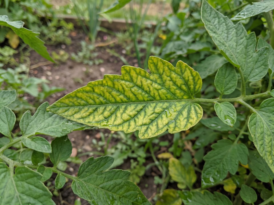 A lower tomato leaf yellowing between the veins with the veins still green