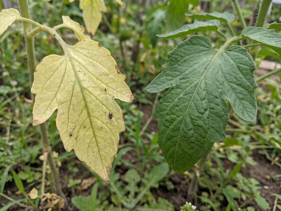 A pale lower tomato leaf next to a healthy dark green one