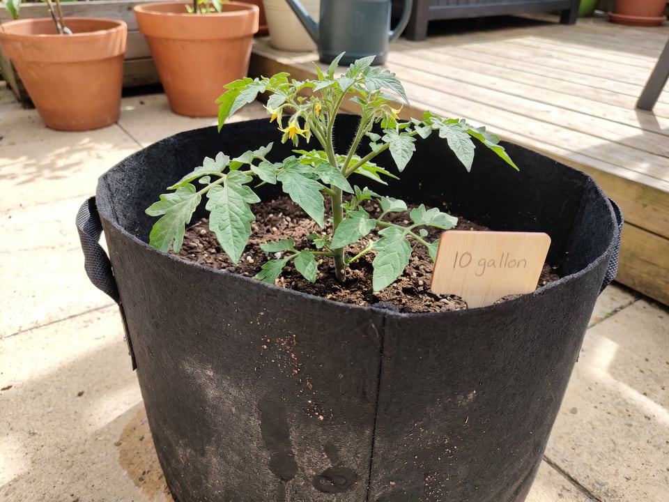 A tomato plant in a fabric grow bag with the capacity written on a wooden label