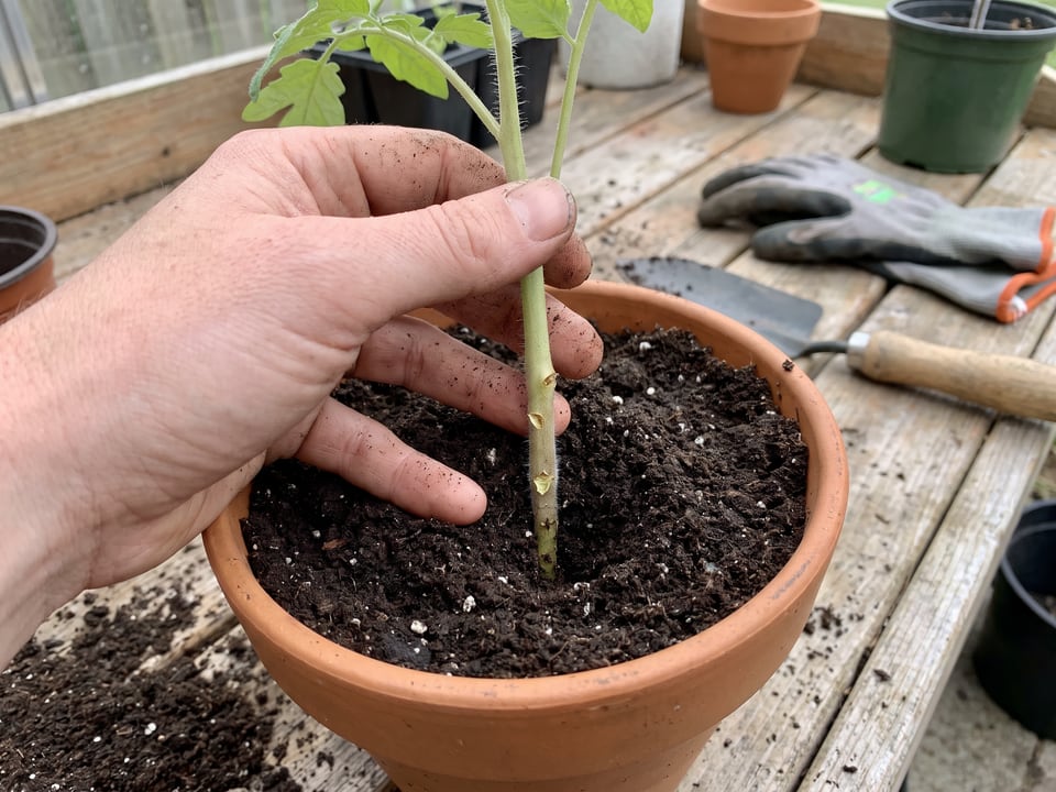 A tomato seedling set deep in a pot with the lower leaves removed and soil above the first leaf scars