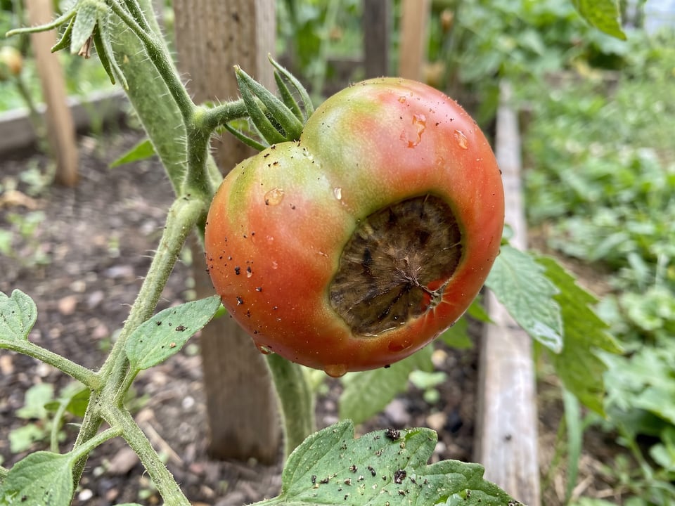A tomato with a sunken dark patch of blossom end rot on its underside