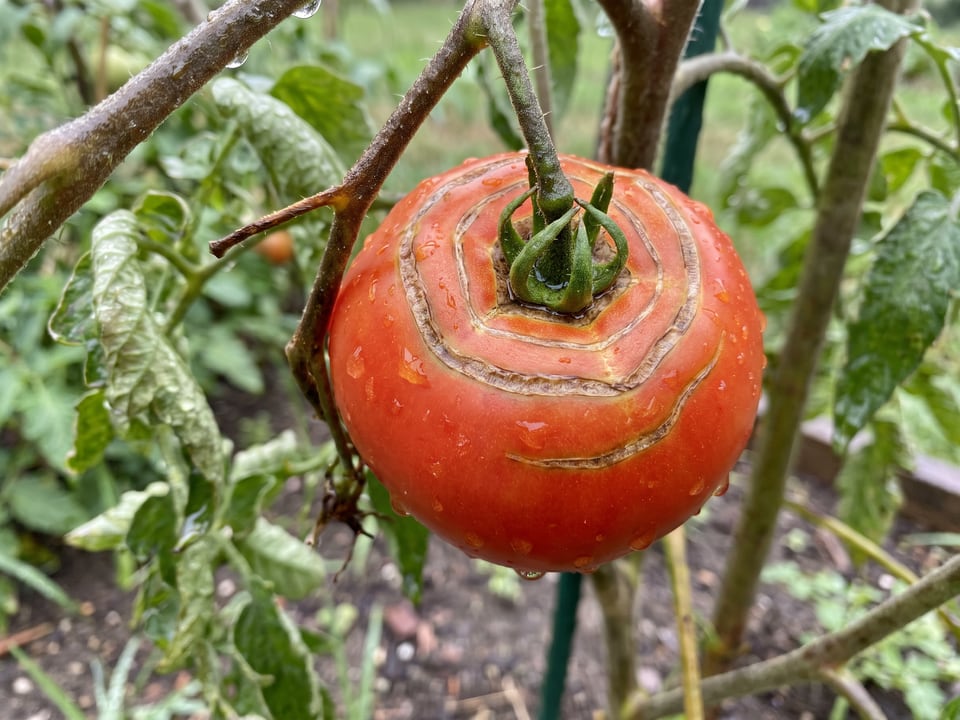 A ripe tomato with concentric cracks around the shoulders after heavy rain