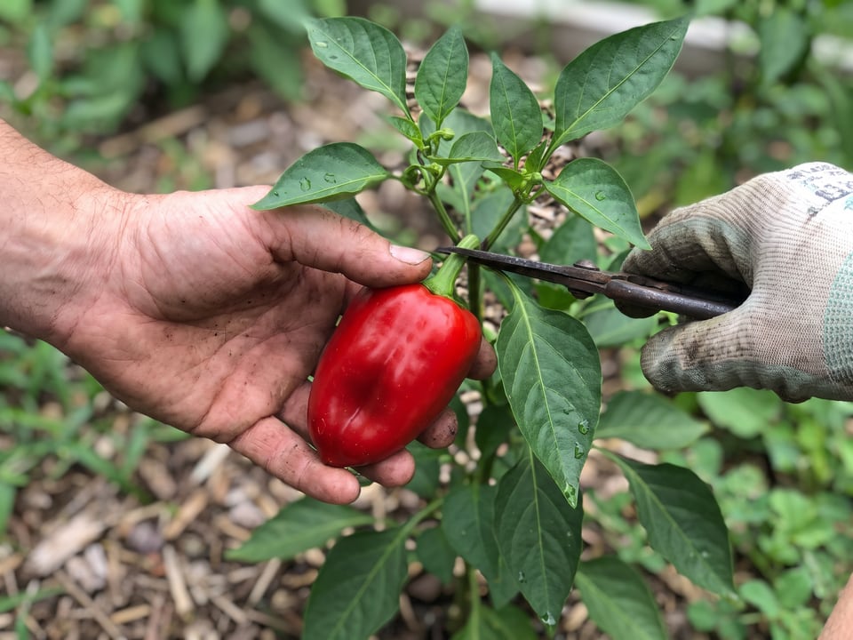 A hand cutting a red bell pepper from the plant with small pruning shears