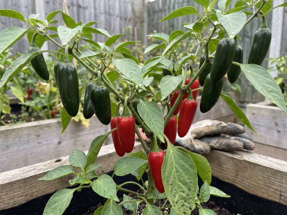 A jalapeno plant carrying green and red pods at the same time