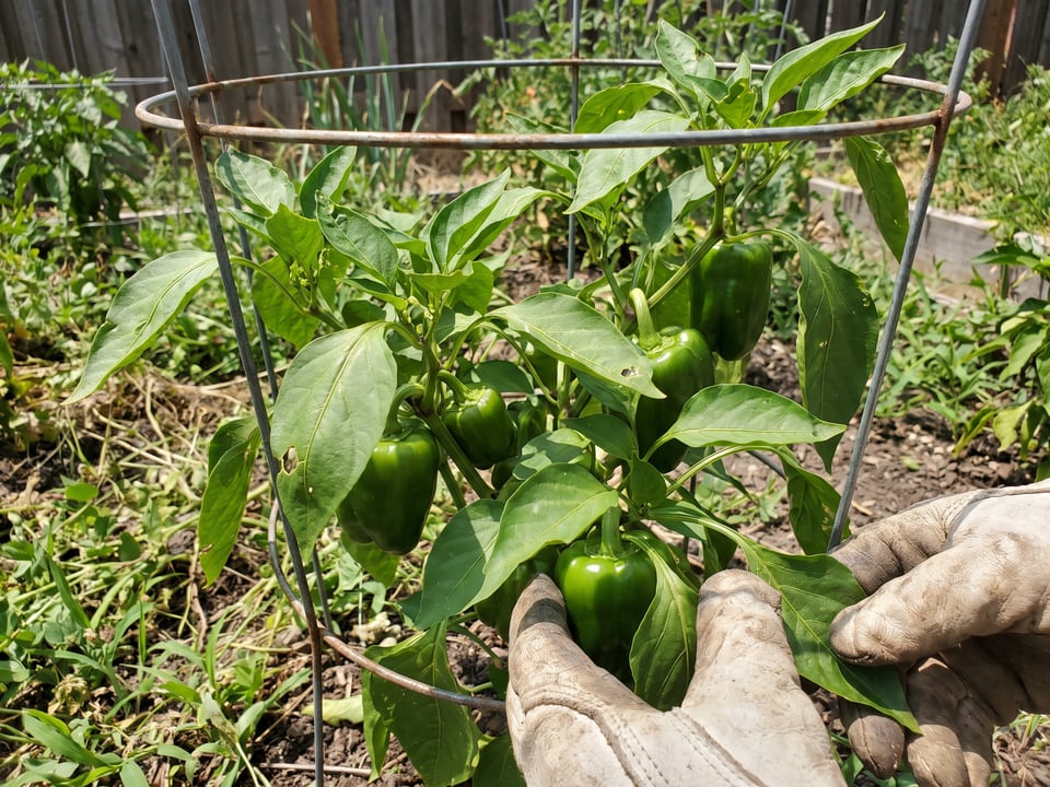 A bushy pepper plant with green bell peppers inside a short wire cage