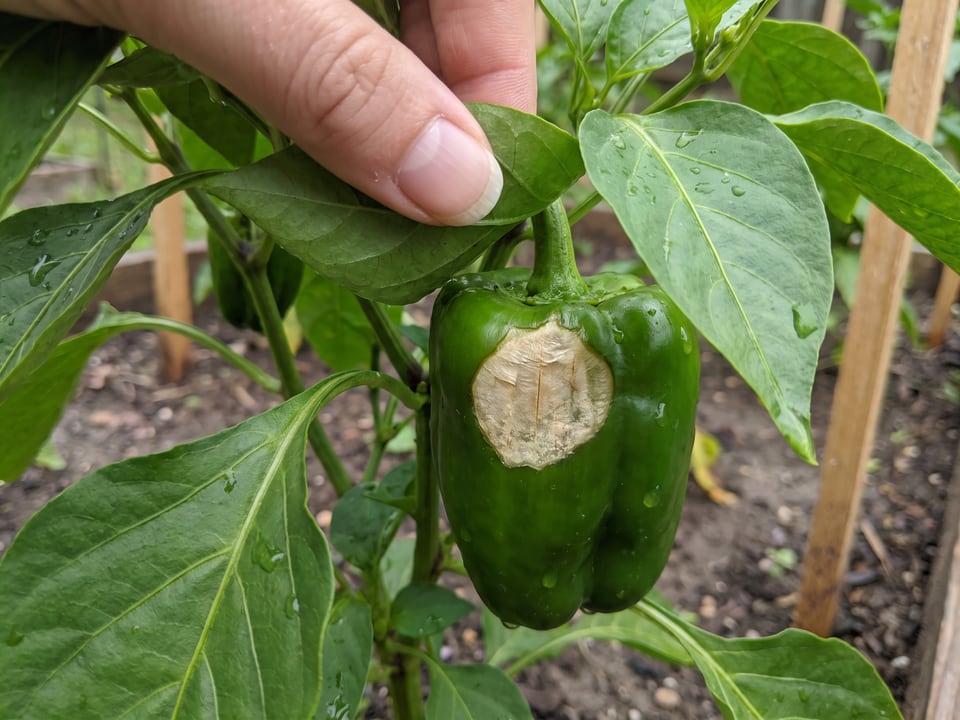 A green bell pepper with a flat, pale tan patch of sunscald on one side