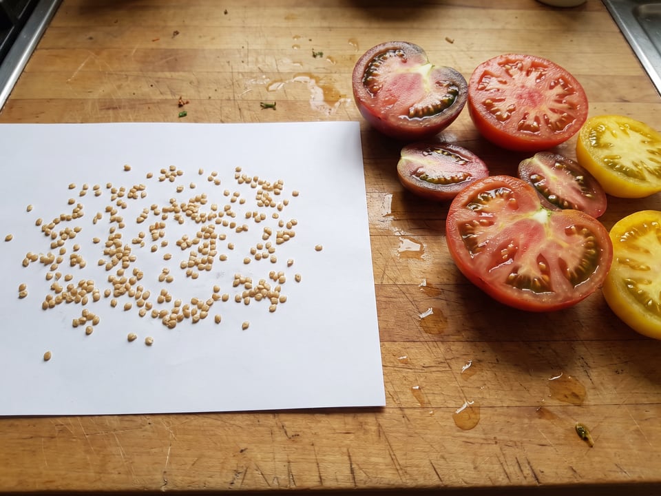 How to save tomato seeds for next year