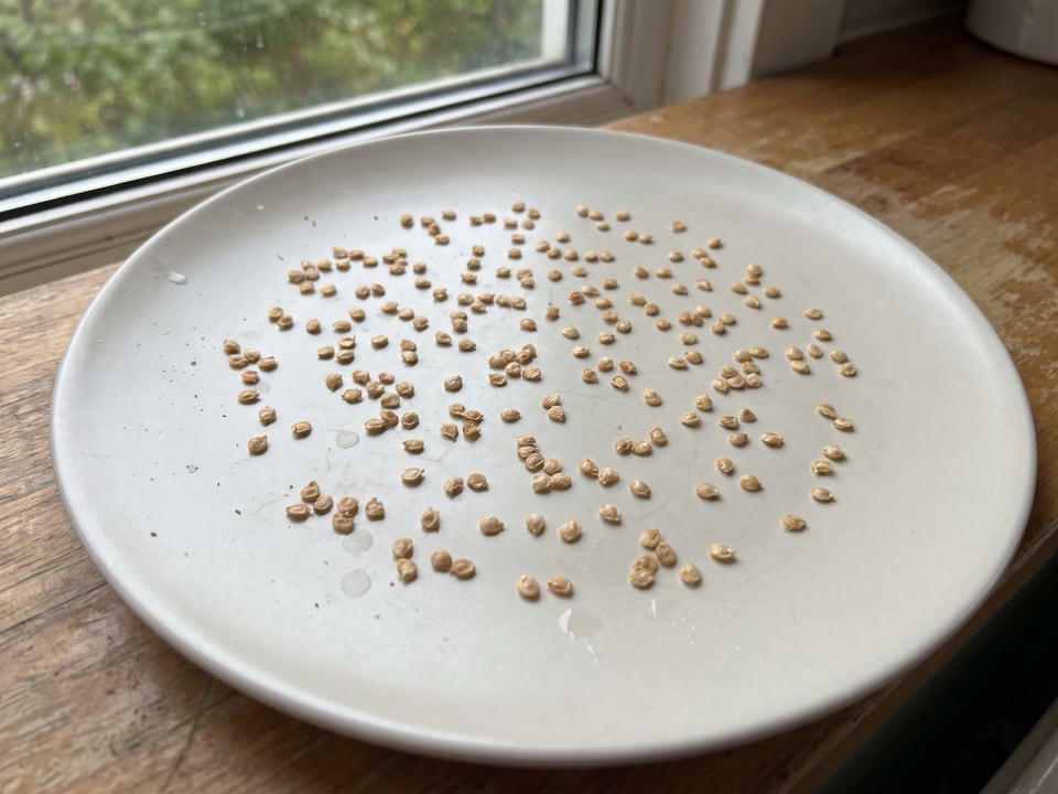 Clean tomato seeds drying in a single layer on a ceramic plate