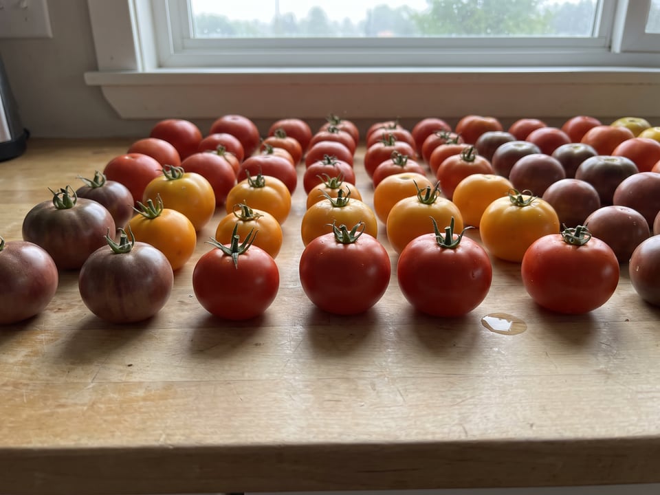 How to store tomatoes: counter, freezer and drying