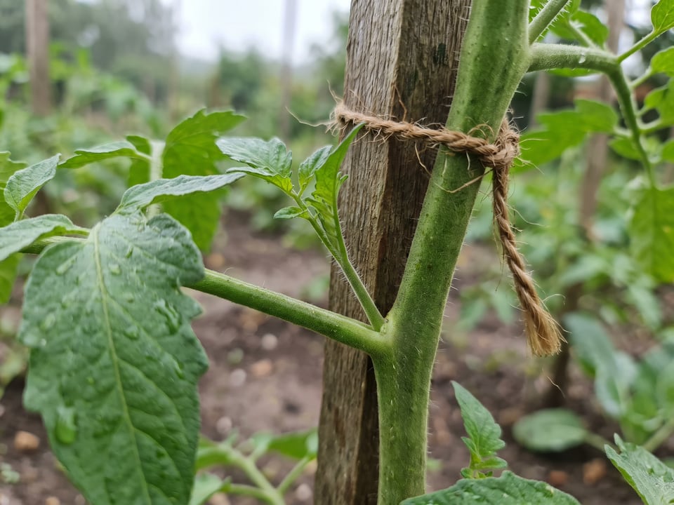 How to prune tomato plants, and when not to