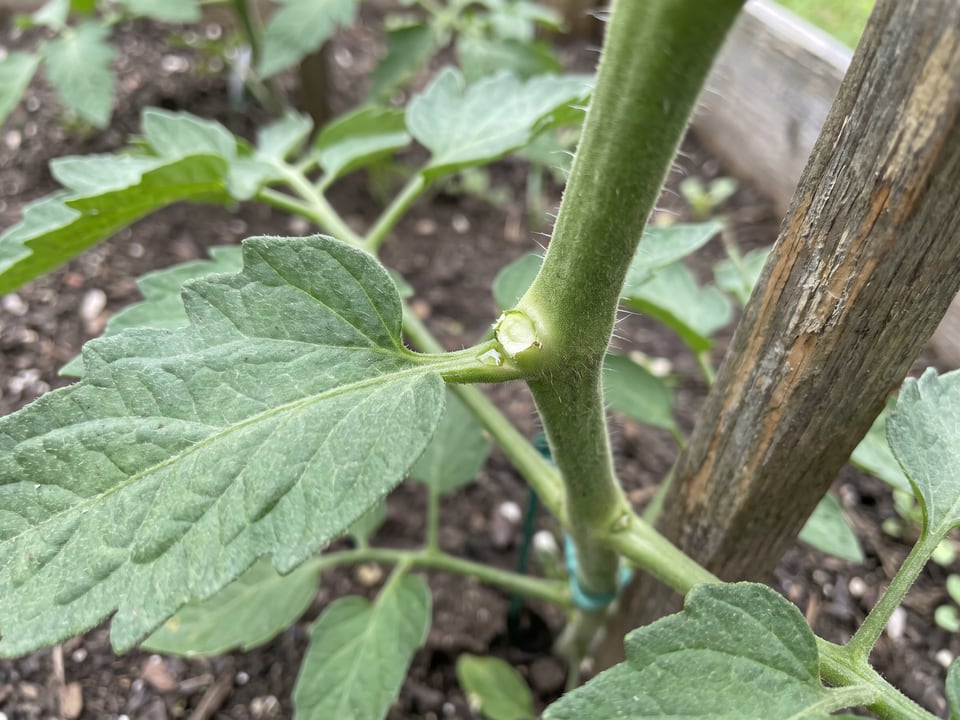 A tomato leaf axil immediately after a side shoot has been removed, showing a small fresh scar