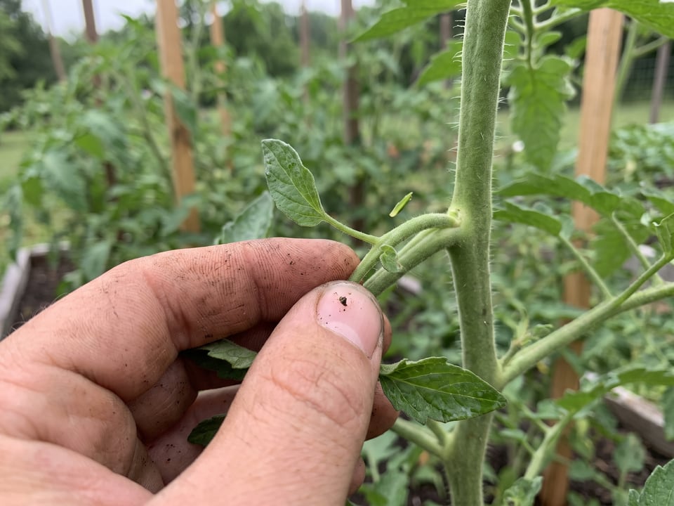 Two fingers snapping a small side shoot sideways off a tomato stem