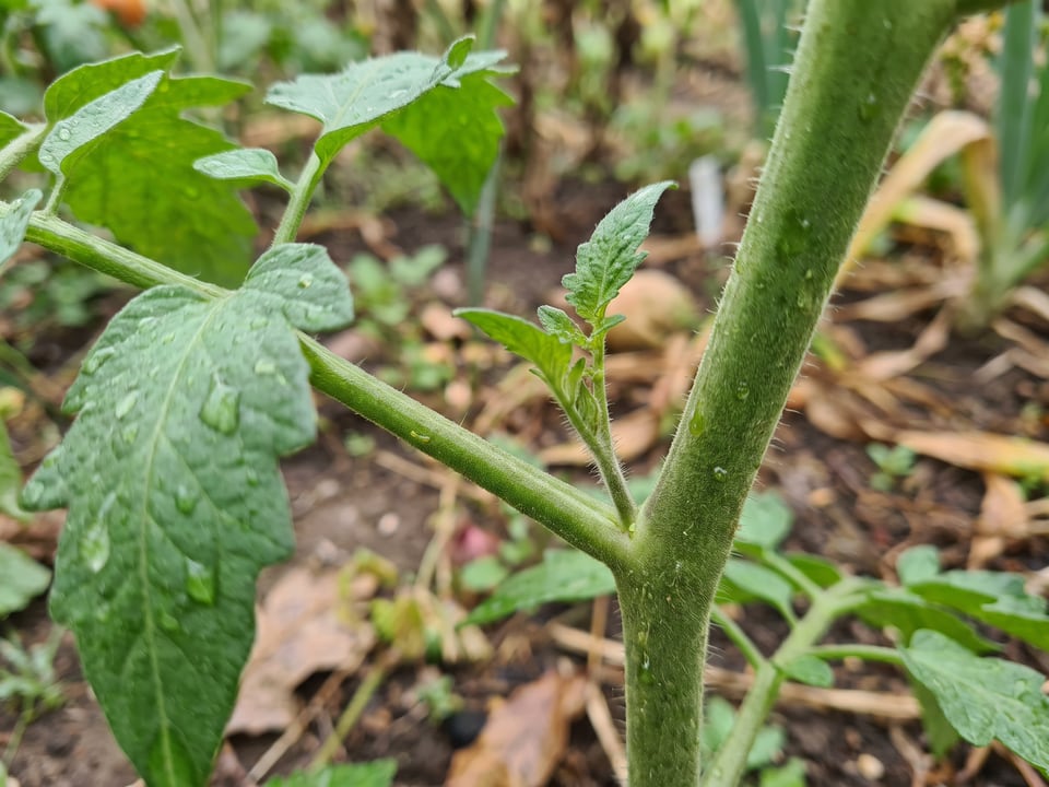 A finger-length side shoot growing in the angle between a tomato leaf and the main stem