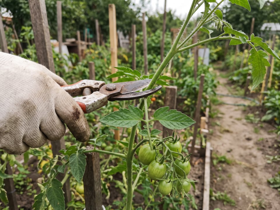 Pruners cutting the growing tip from a tall tomato vine above the highest truss