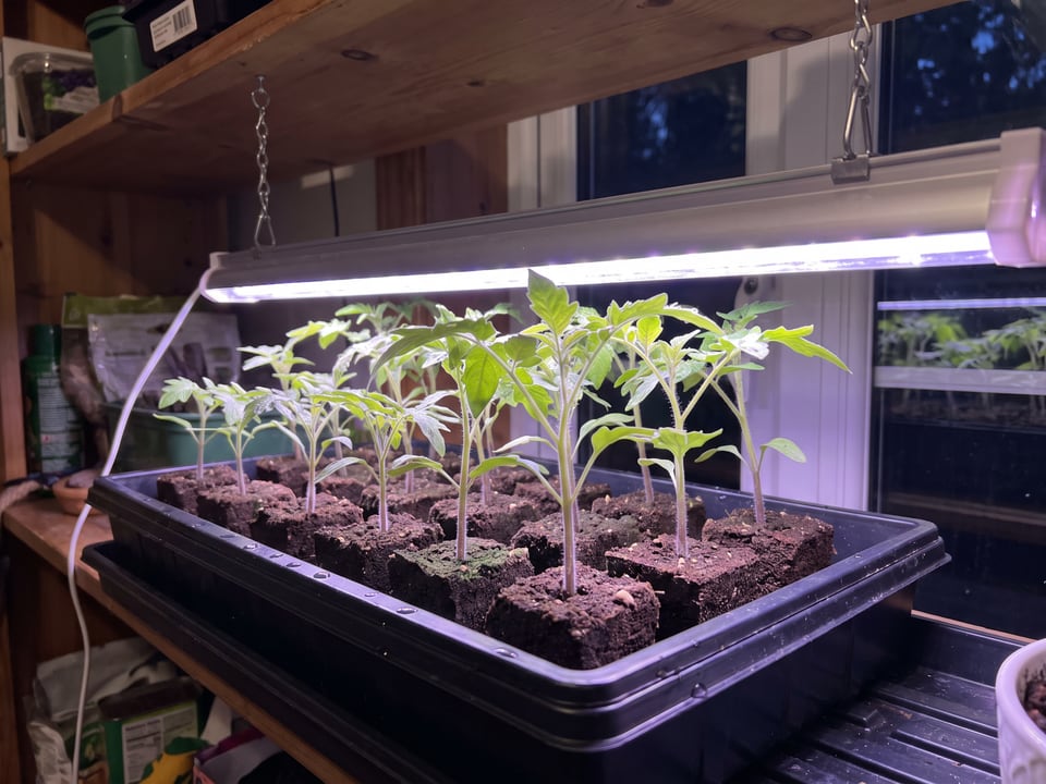 Tomato seedlings in a tray under an LED shop light a few inches above the leaves