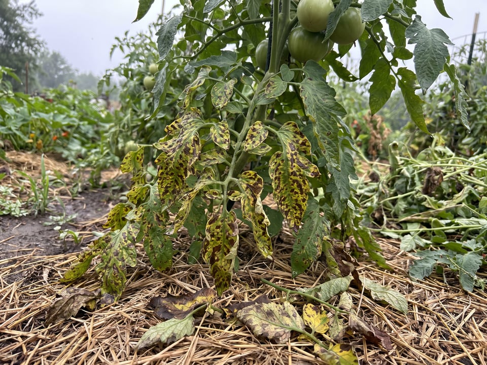 Tomato blight: early, late, and what to do about each