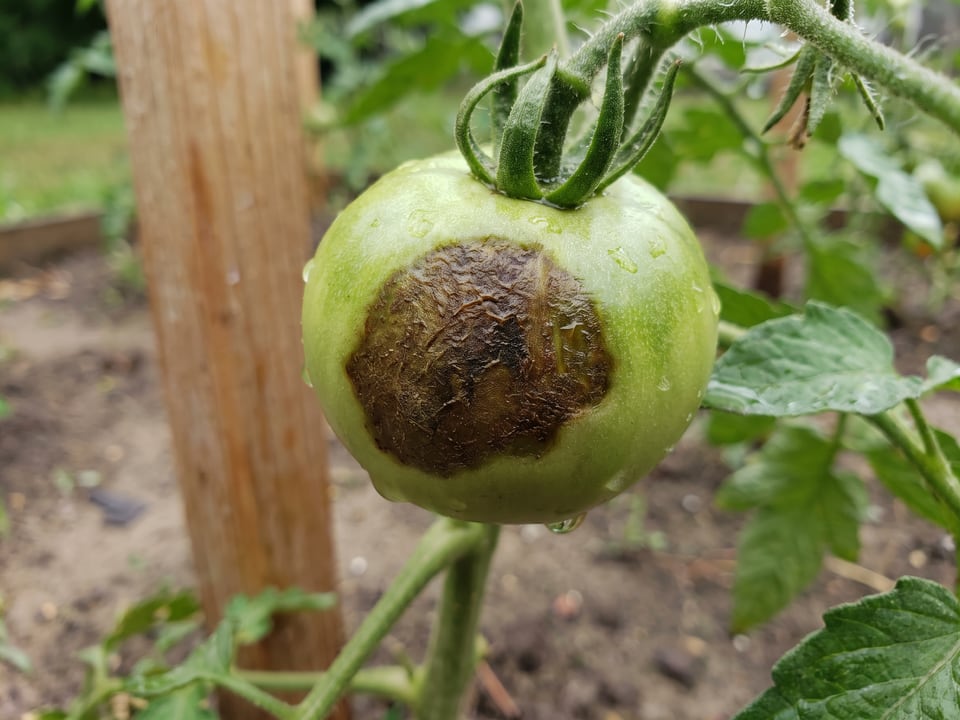 Green tomato fruit with a firm greasy dark brown patch of late blight