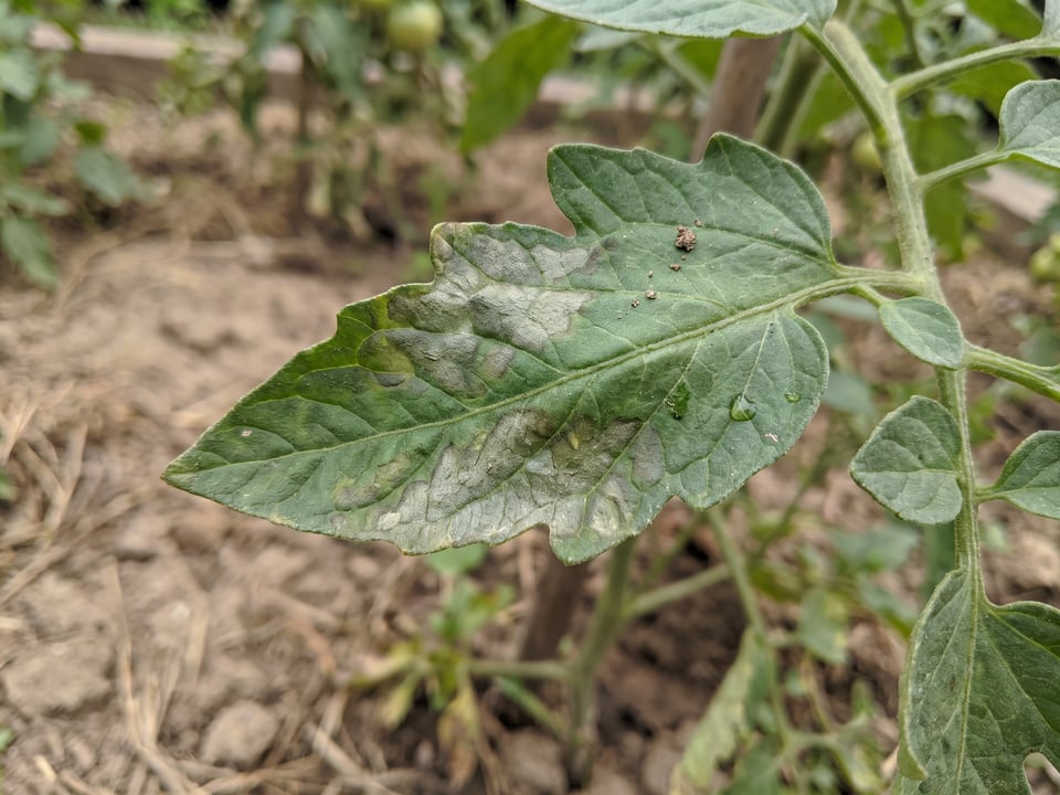 Tomato leaf with irregular greasy grey-green water-soaked patches of late blight, no concentric rings