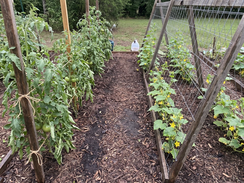 A tomato row and a cucumber trellis in the same bed with clear space between them