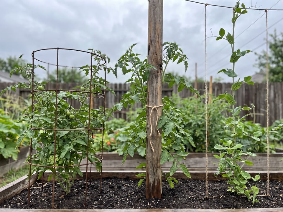 Three tomato support styles side by side in a garden bed: a wire cage, a single stake, and a string trellis