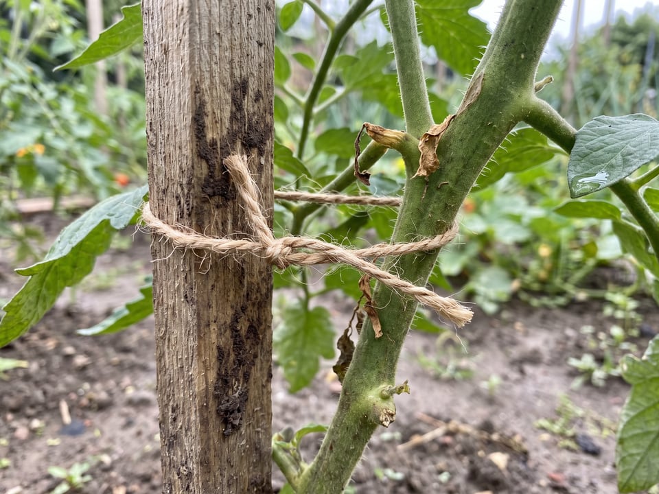 A finished soft twine tie holding a tomato stem to a stake, with visible slack