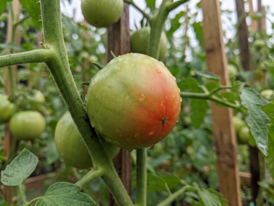 When to pick tomatoes, and how to ripen green ones