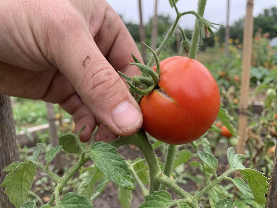 Thumb testing the stem joint of a ripe tomato by tilting it upward