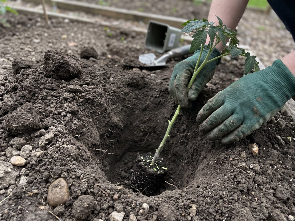 A tomato transplant with its lower leaves stripped being set into a deep planting hole