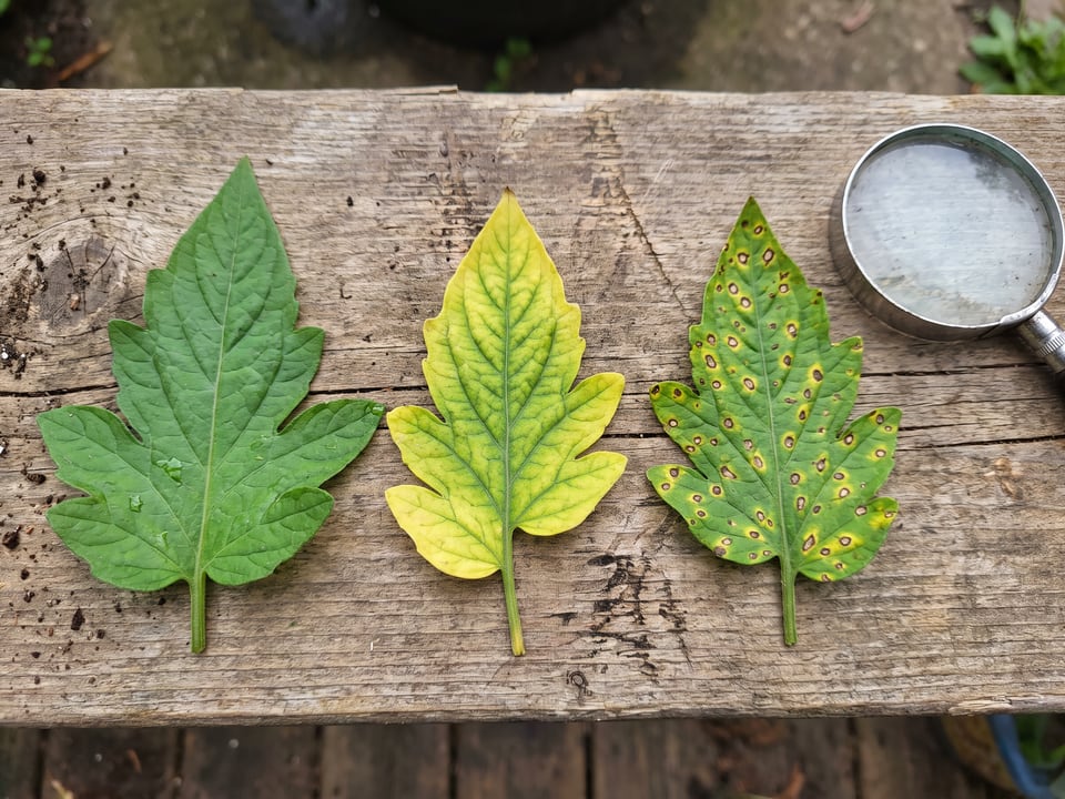 Yellow leaves on tomato plants: how to tell what is wrong