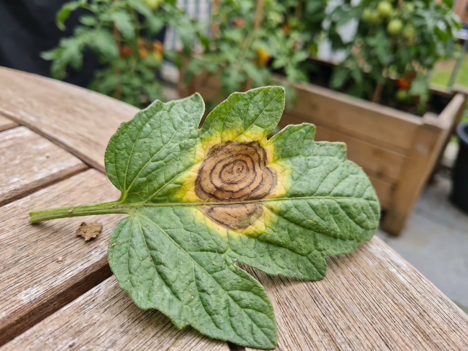 Tomato leaf with brown target-like concentric ring spots of early blight