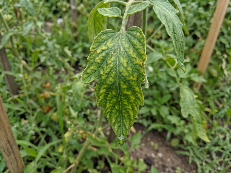 A tomato leaf yellow between the veins with the vein network still green