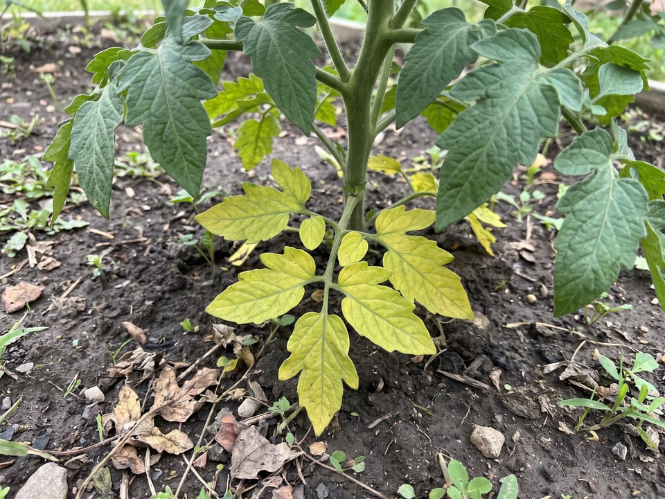 The lowest leaves of a tomato plant yellowing uniformly while the upper plant stays green