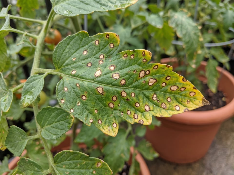 Tomato leaf covered in many small septoria leaf spots with dark borders and beige centres