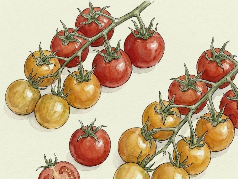 Watercolour illustration of Cherry tomato varieties