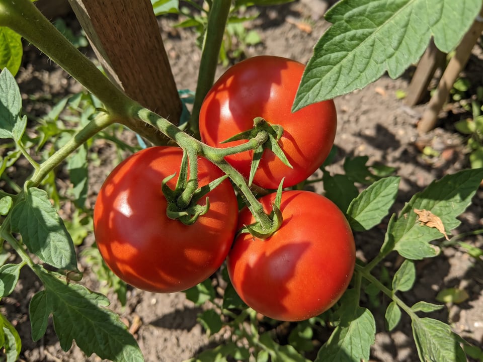 A truss of Abe Lincoln tomatoes