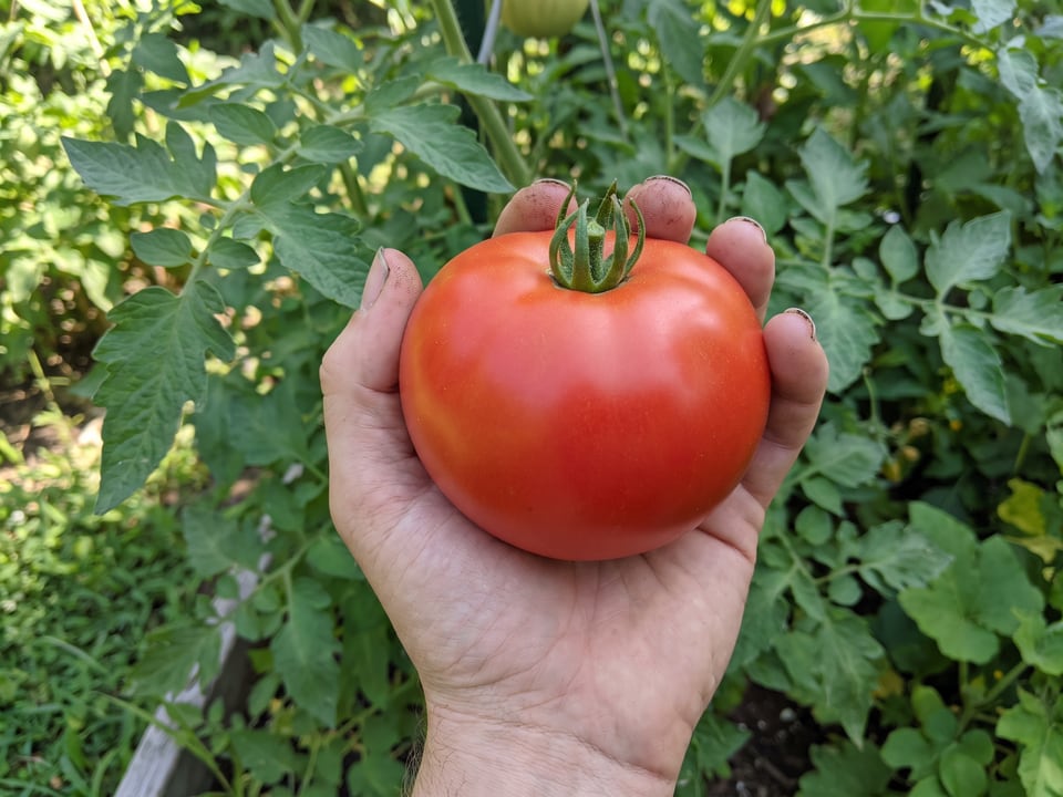 A ripe Abe Lincoln tomato held in a gardener's hand