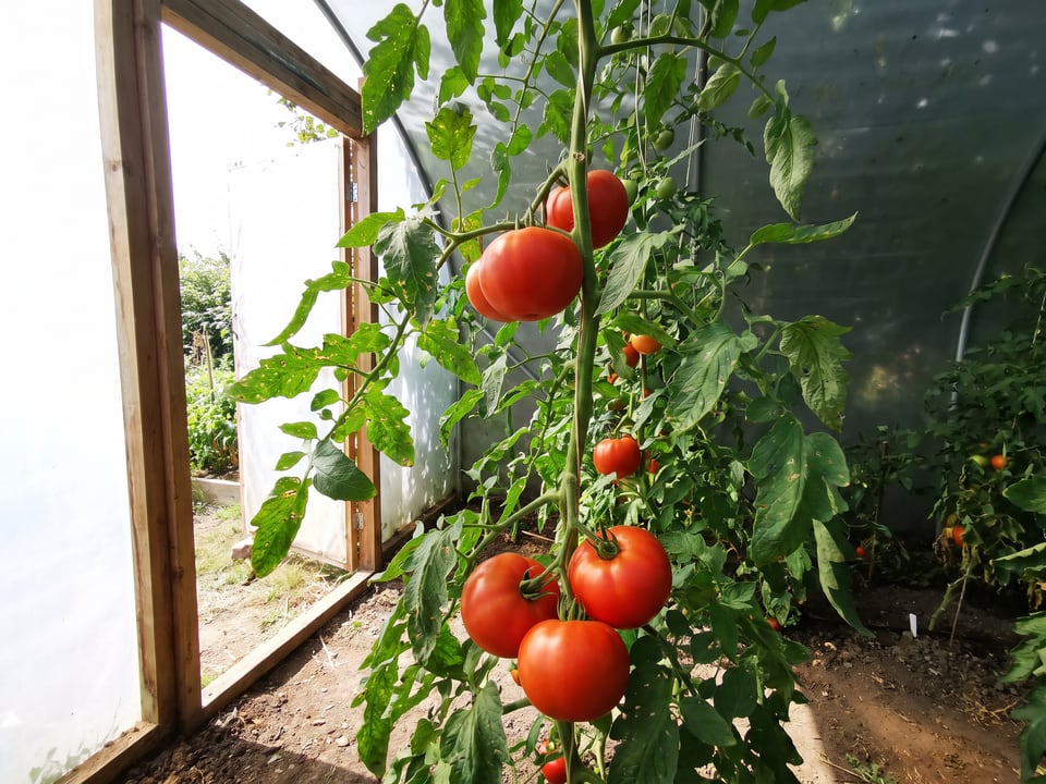 Abe Lincoln tomatoes ripening on the vine under cover
