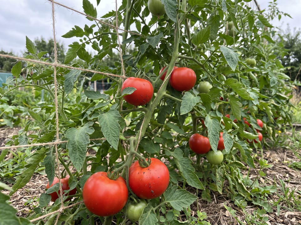 Abe Lincoln tomato plant in a garden bed with ripe fruit on the vine
