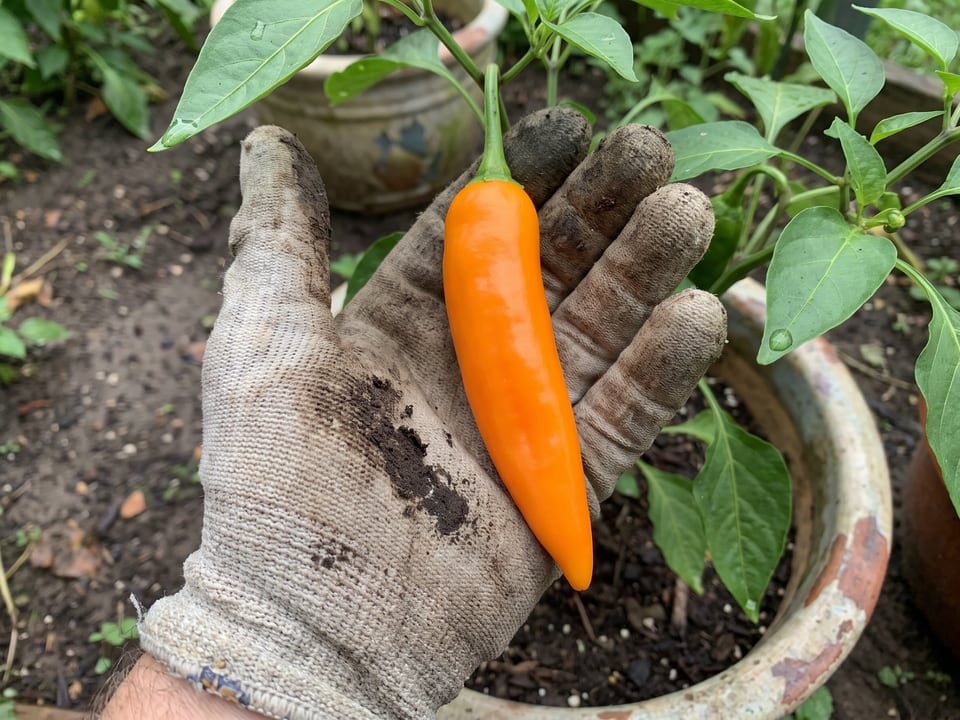 A ripe Aji Amarillo pepper pod held in a gardener's hand
