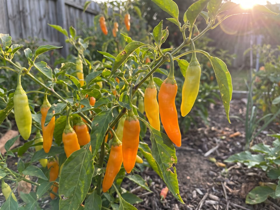 Ripe Aji Amarillo pepper pods on the plant