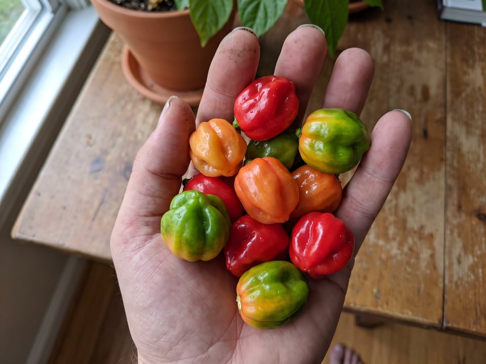 A ripe Aji Dulce pepper pod held in a gardener's hand