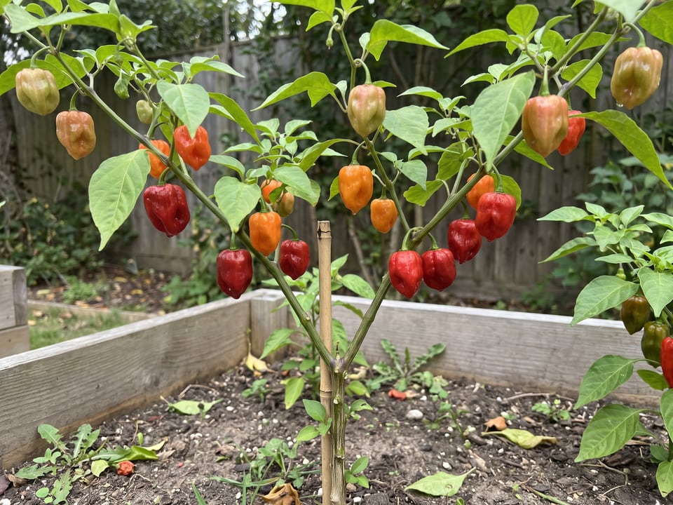 Aji Dulce pepper plant with ripe pods