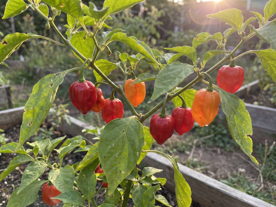 Ripe Aji Dulce pepper pods on the plant