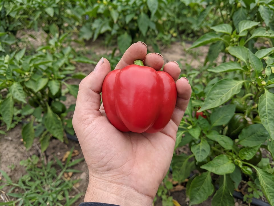 A ripe Alma Paprika pepper pod held in a gardener's hand
