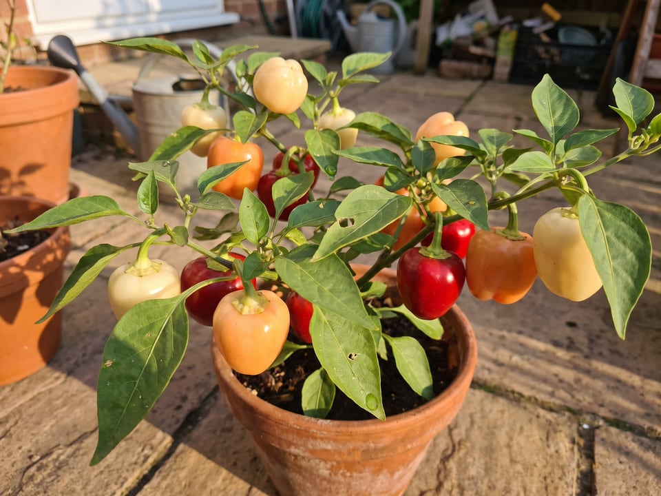 Alma Paprika pepper plant with ripe pods